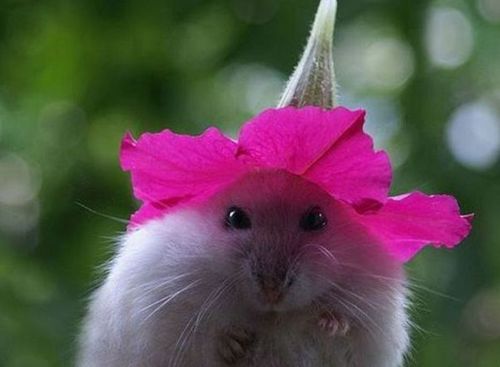 Funny Picture - Nice Hat