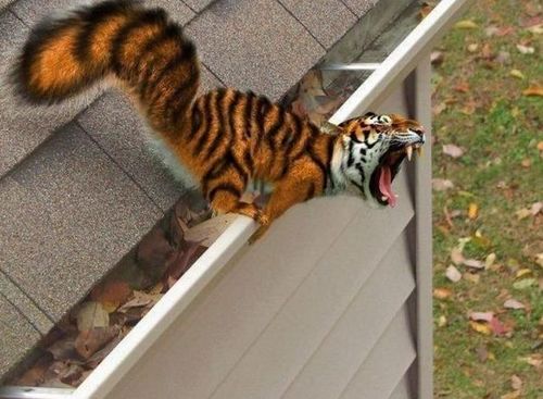 Funny Picture - Tigerrel