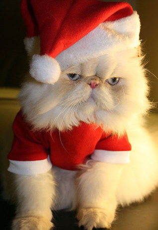 Funny Picture - Unhappy Santa Claws