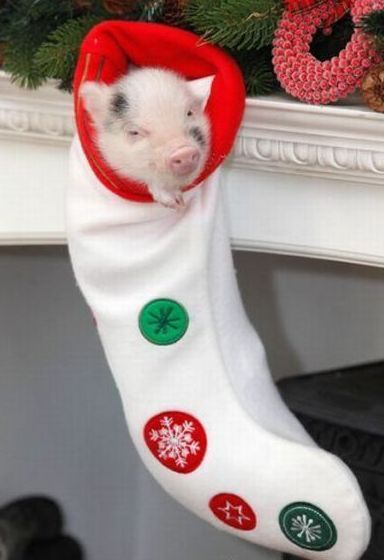 Funny Picture - Piggy Stocking