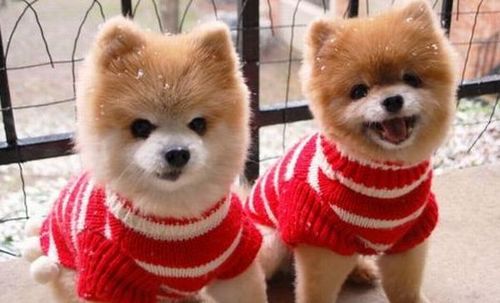 Funny Picture - Sweater Puppies