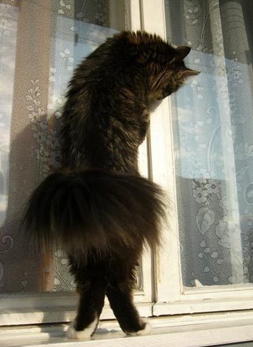 Funny Picture - Ballerina Kitty