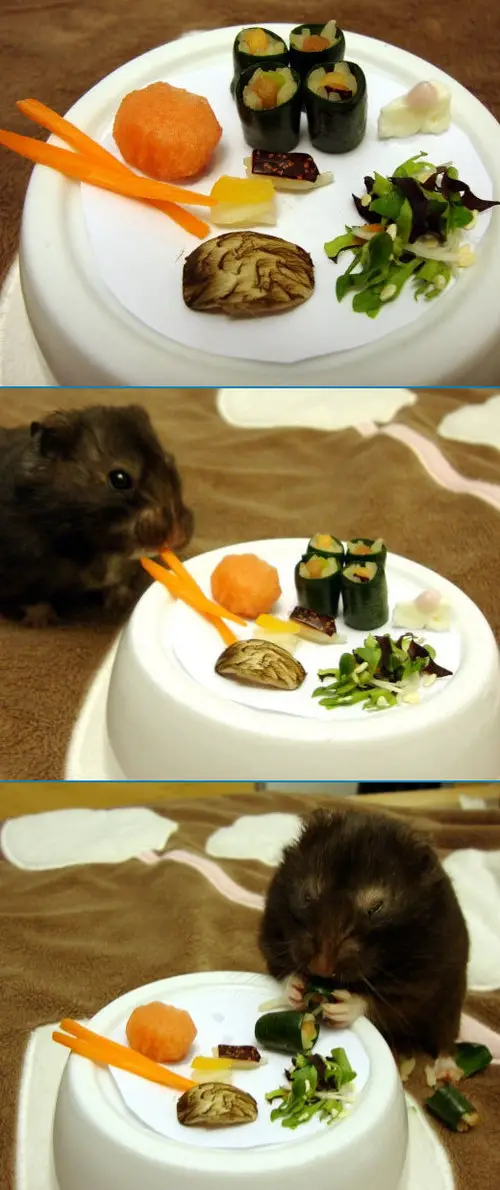 Funny Picture - Hamster Sushi
