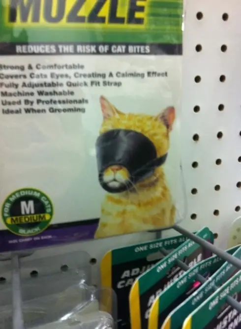 Funny Picture - Cat Muzzle