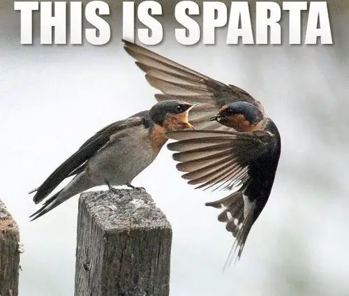 Funny Picture - This is Sparta!