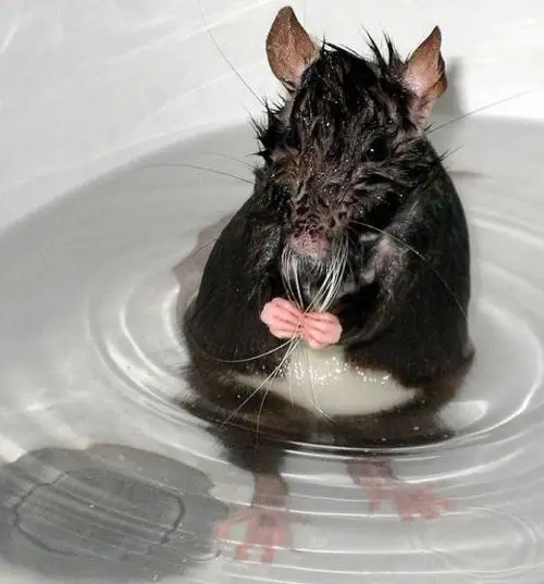 Funny Picture - Mouse Bath Time