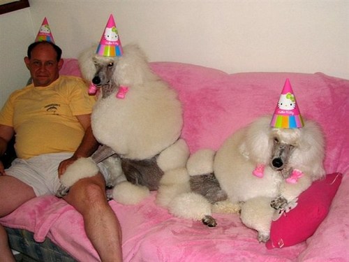 Funny Picture - Poodle Party