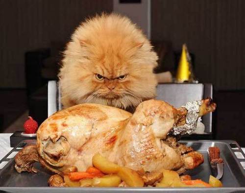 Funny Picture - Dinner Is Served!