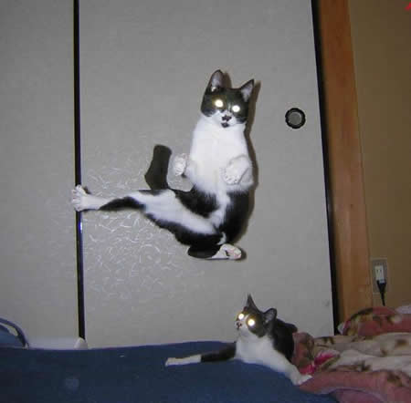 Funny Picture - Karate Cat