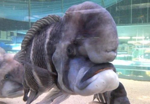 Funny Picture - Angry Fish
