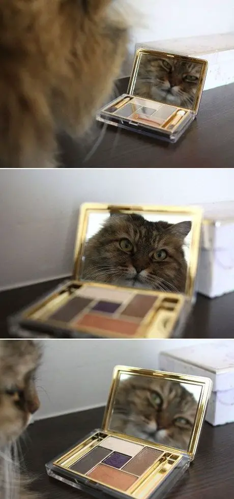 Funny Picture - Makeup Cat