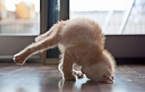 Funny Picture - Yoga Kitten