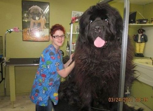 Funny Picture - Massive Dog