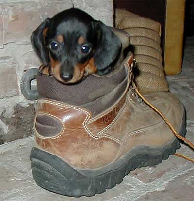 Funny Picture - Puppy N Boots