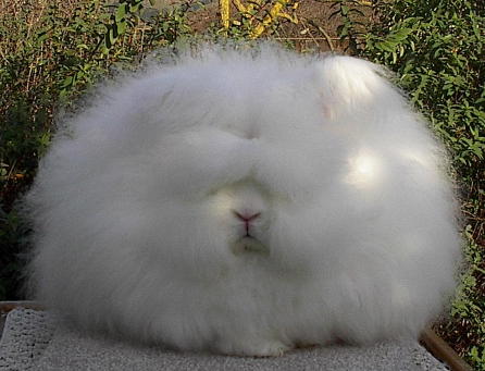 Funny Picture - Muffy The Fluffy Bunny
