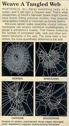 Funny Picture - Marijuana And Spiders