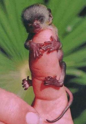 Funny Picture - The World's Smallest Monkey