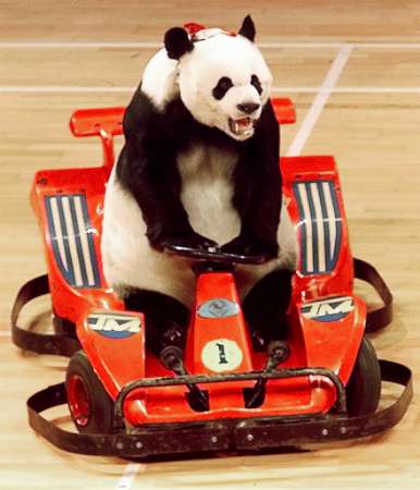 Funny Picture - Panda Racecar Driver