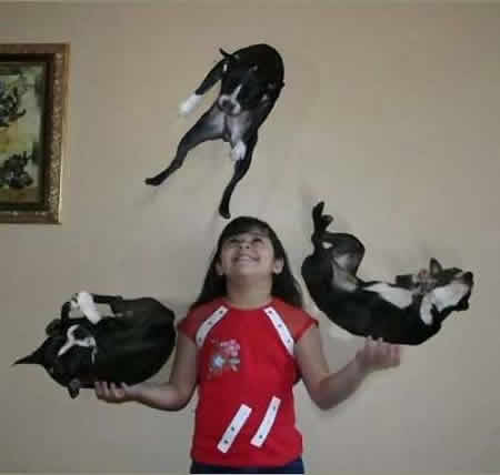 Funny Picture - Dog Juggling