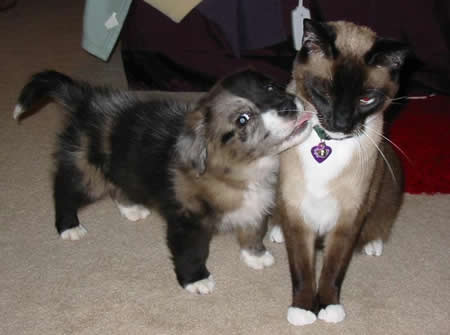 Funny Picture - Reluctant Kiss