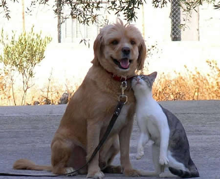 Funny Picture - Best Buddies