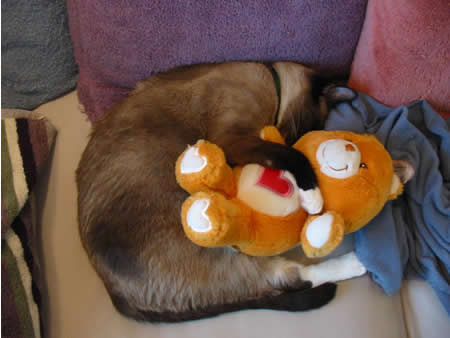 Funny Picture - Kitty's Teddy 2