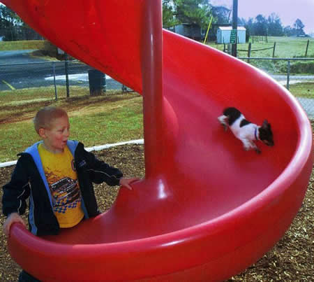 Funny Picture - Dog's Love Slides!