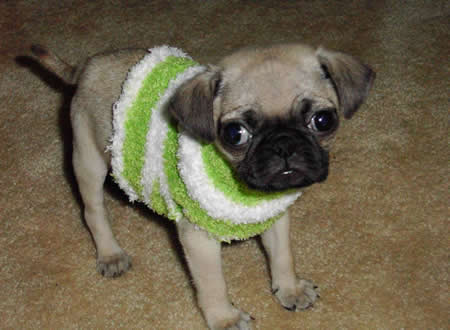 Funny Picture - Baby Pug