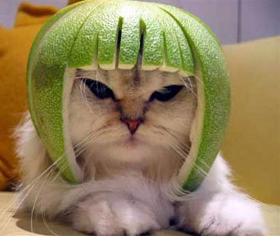Funny Picture - Lime Helmet
