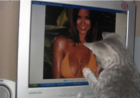 Funny Picture - Kitten's Love Boobs