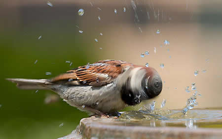 Funny Picture - Bird Bath