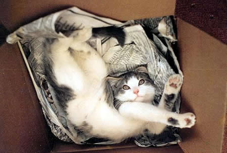 Funny Picture - Packing Material